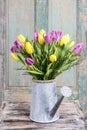 Bouquet of yellow and violet tulips in silver watering can Royalty Free Stock Photo