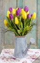 Bouquet of yellow and violet tulips in silver watering can Royalty Free Stock Photo