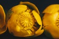 Bouquet of yellow waterlily flower with green leaf. freshly ripped up. close up on black background of fabric. yellow lotus. Royalty Free Stock Photo