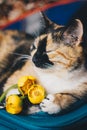 Bouquet of yellow waterlily flower with green leaf. freshly ripped up. with a tricolor sleeping cat. close up. yellow lotus.