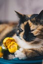 Bouquet of yellow waterlily flower with green leaf. freshly ripped up. with a tricolor sleeping cat. close up. yellow lotus.