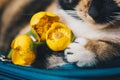 Bouquet of yellow waterlily flower with green leaf. freshly ripped up. with a tricolor sleeping cat. close up. yellow lotus. Royalty Free Stock Photo