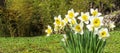 Bouquet of yellow and white daffodils blooming in a clearing Royalty Free Stock Photo
