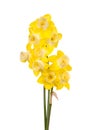 Bouquet of yellow and white jonquils Royalty Free Stock Photo