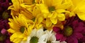 A bouquet of yellow, white, pink chrysanthemums. Close-up. Royalty Free Stock Photo