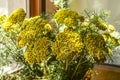 Bouquet of yellow wild flowers of the yarrow Royalty Free Stock Photo