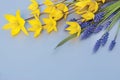 A bouquet of yellow wild tulips and blue muscari. Royalty Free Stock Photo