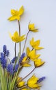 A bouquet of yellow wild tulips and blue muscari. Royalty Free Stock Photo