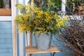 Bouquet of yellow wildflowers in bucket on veranda home. Easter Decor spring terrace. Bunch mimosa flowers in vase on table in gar