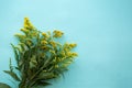 Bouquet of yellow wildflowers on a green light horizontal background Royalty Free Stock Photo