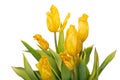 Bouquet of yellow wilting tulips