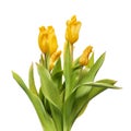 Bouquet of yellow wilting tulips