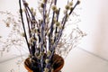 A Bouquet Of Young Pussy-willow Twigs With Fluffy Flowers And Dry Plant Branches In A Brown Glossy Clay Jug On A White Table Top O