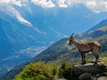 Bouquetin (or Ibex) looking down at the Chamonix valley