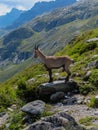 Bouquetin (or Ibex) looking down at the Chamonix valley