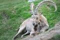 Bouquetin at Zoo St-Felicien, Quebe, Canada Royalty Free Stock Photo