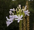 Bouquets of bells