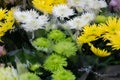 Bouquets of chrysanthemums. Yellow, green and white chrysanthemum bouquets in a flower shop. Selective focus, shallow depth of Royalty Free Stock Photo