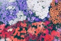 Bouquets of colorful roses, statice bunch, white ranunculus at the market close up. Beautiful floral background