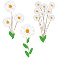 Bouquets of daisies on white background. Fresh spring nature background. Vector illustration. stock image. Royalty Free Stock Photo