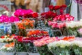 Bouquets of different varieties of roses at a street market. Selling colorful flowers Royalty Free Stock Photo