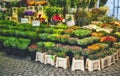 Bouquets of flowers at an open-air market stall Royalty Free Stock Photo