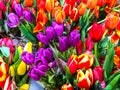 Bouquets of fresh colorful tulips, sale in the market