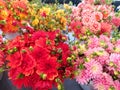 Bouquets of fresh cut flowers at an outdoor market Royalty Free Stock Photo