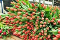 Bouquets of freshly cut tulips for sale Royalty Free Stock Photo