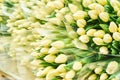 Bouquets of freshly cut white tulips for sale Royalty Free Stock Photo