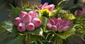 Bouquets of Lotus Buds Royalty Free Stock Photo