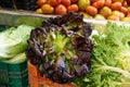 Bouquets of lush curly lettuce