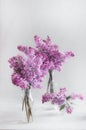 Bouquets of lush fresh purple lilac in glass vases.