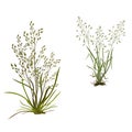 Bouquets of meadow field herbs. Objects on a white background
