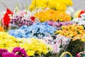 Bouquets of multi-colored chrysanthemums are sold at a street market. Yellow, blue, red, purple flowers Royalty Free Stock Photo