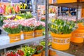 Bouquets of multicolored tulips, packed in transparent cellophane wrap, in buckets Royalty Free Stock Photo