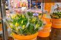 Bouquets of multicolored tulips, packed in transparent cellophane wrap, in buckets Royalty Free Stock Photo