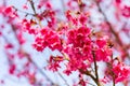 Bouquets of pink cherry , sakura flowers