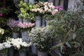 Bouquets of pink roses and red tulips, green hydrangea in pastel colors in large zinc buckets for sale in store