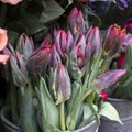 Bouquets of pink roses and red tulips in large zinc buckets for sale in store