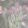 Bouquets of pink roses and red tulips in large zinc buckets for sale in store