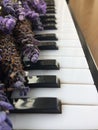 A Bouquets of Purple lavender on piano keyboard on wooden table Royalty Free Stock Photo