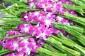 Bouquets of purple and white orchid flowers Royalty Free Stock Photo