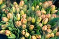 Bouquets of red tulips on a flower market in the Netherlands. Close - up lot of tulips Royalty Free Stock Photo