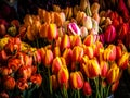 Bouquets of spring tulips flowers for sale at Pike Place Market Seattle Washington. Royalty Free Stock Photo