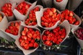 Bouquets of tulip flowers wrapped in wrapping paper, prepared for transportation to flower sellers. Cultivation of