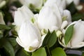 Bouquets of White Lotus Royalty Free Stock Photo