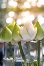 Bouquets of white lotus flowers in jar with light bokeh background