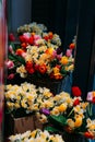 bouquets of yellow daffodils and red tulips stand in flower beds on a glass showcase Royalty Free Stock Photo