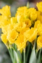 Bouquets of yellow daffodils. Spring flowers from Dutch gardener. Concept of a florist in a flower shop. Wallpaper.